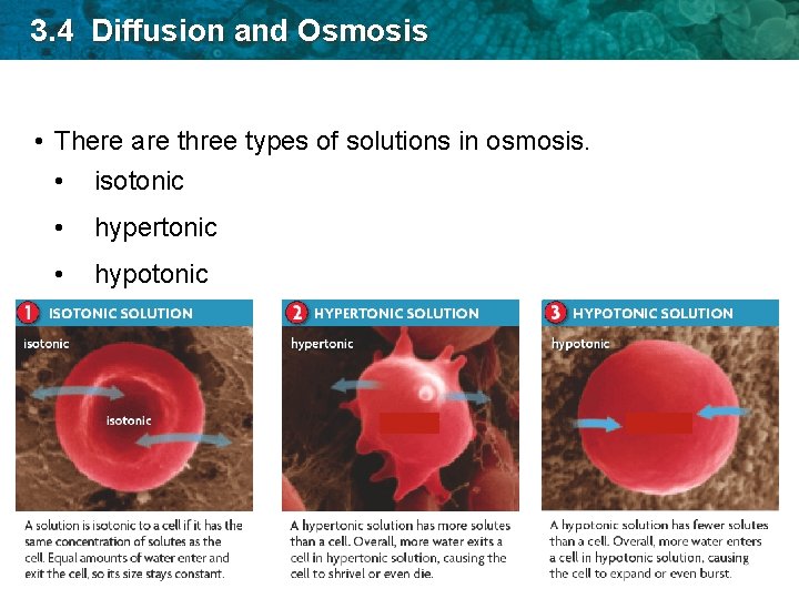 3. 4 Diffusion and Osmosis • There are three types of solutions in osmosis.