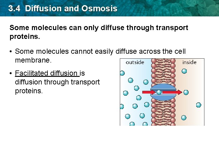 3. 4 Diffusion and Osmosis Some molecules can only diffuse through transport proteins. •