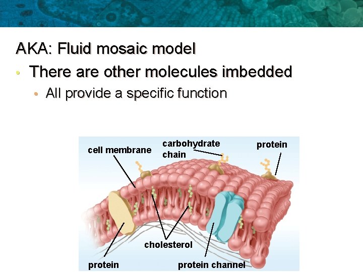 AKA: Fluid mosaic model • There are other molecules imbedded • All provide a