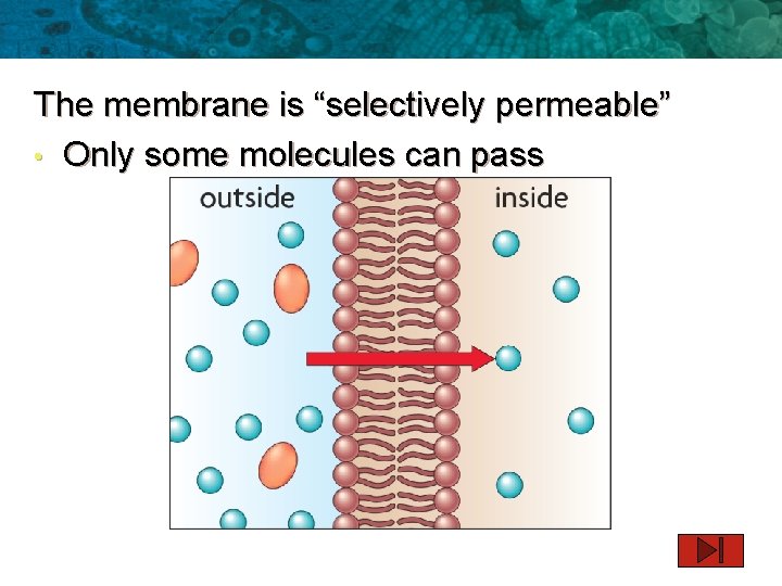 The membrane is “selectively permeable” • Only some molecules can pass 