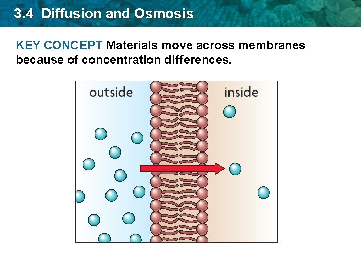 3. 4 Diffusion and Osmosis KEY CONCEPT Materials move across membranes because of concentration