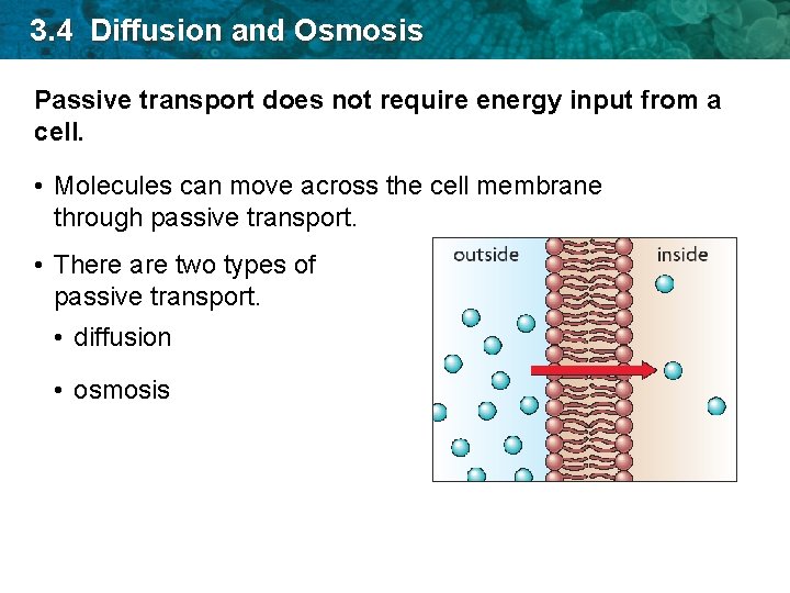 3. 4 Diffusion and Osmosis Passive transport does not require energy input from a