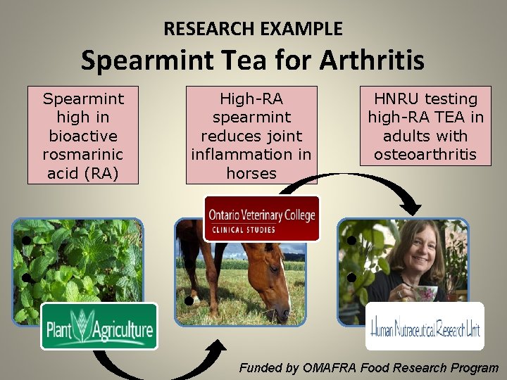 RESEARCH EXAMPLE Spearmint Tea for Arthritis Spearmint high in bioactive rosmarinic acid (RA) •