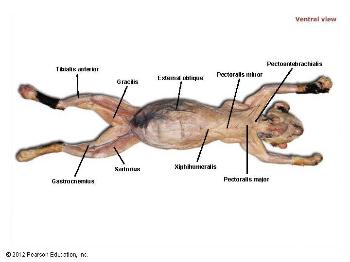 Pectoantebrachialis Tibialis anterior Gracilis Sartorius Gastrocnemius © 2012 Pearson Education, Inc. External oblique Pectoralis