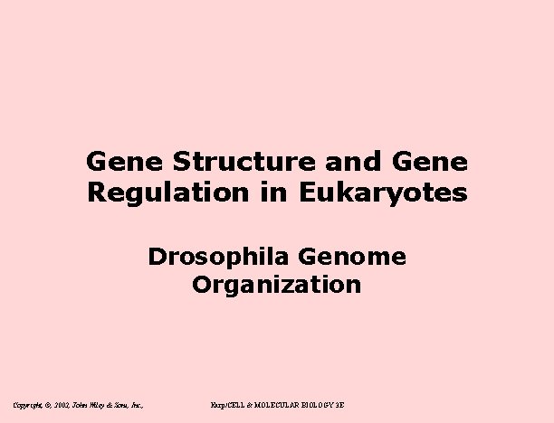 Gene Structure and Gene Regulation in Eukaryotes Drosophila Genome Organization Copyright, ©, 2002, John