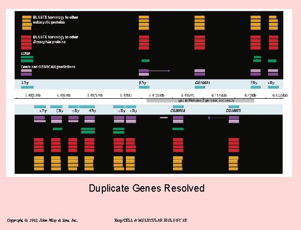 Duplicate Genes Resolved Copyright, ©, 2002, John Wiley & Sons, Inc. , Karp/CELL &