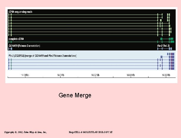 Gene Merge Copyright, ©, 2002, John Wiley & Sons, Inc. , Karp/CELL & MOLECULAR