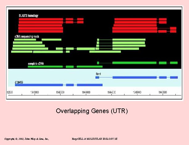 Overlapping Genes (UTR) Copyright, ©, 2002, John Wiley & Sons, Inc. , Karp/CELL &