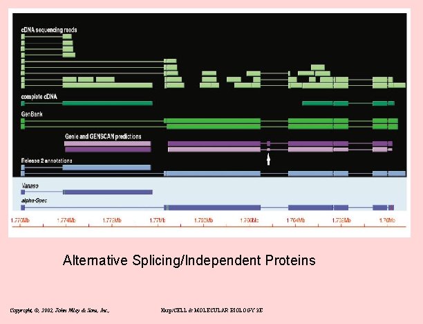 Alternative Splicing/Independent Proteins Copyright, ©, 2002, John Wiley & Sons, Inc. , Karp/CELL &