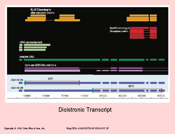 Dicistronic Transcript Copyright, ©, 2002, John Wiley & Sons, Inc. , Karp/CELL & MOLECULAR