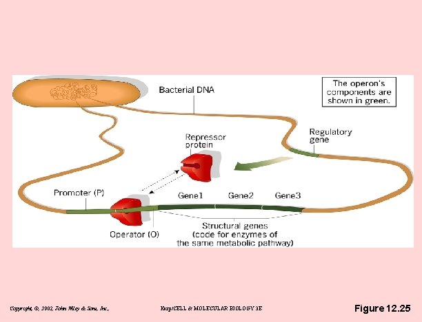 Copyright, ©, 2002, John Wiley & Sons, Inc. , Karp/CELL & MOLECULAR BIOLOGY 3