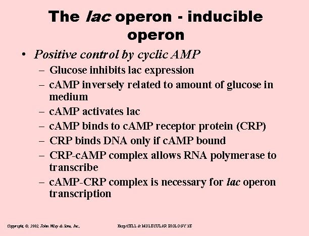 The lac operon - inducible operon • Positive control by cyclic AMP – Glucose