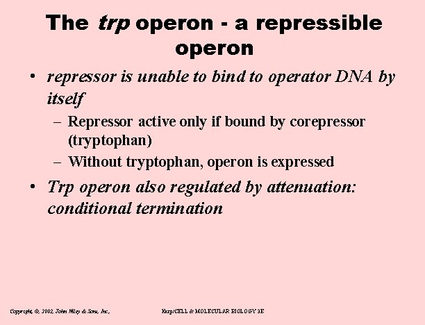 The trp operon - a repressible operon • repressor is unable to bind to