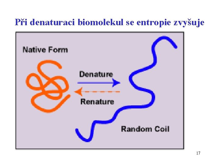 Při denaturaci biomolekul se entropie zvyšuje 17 