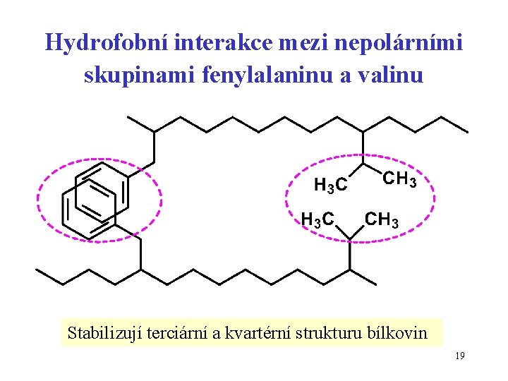 Hydrofobní interakce mezi nepolárními skupinami fenylalaninu a valinu Stabilizují terciární a kvartérní strukturu bílkovin