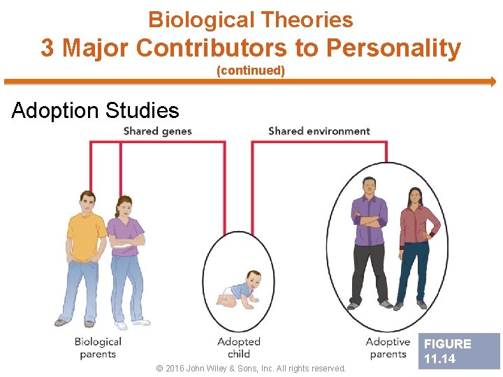 Biological Theories 3 Major Contributors to Personality (continued) Adoption Studies © 2016 John Wiley