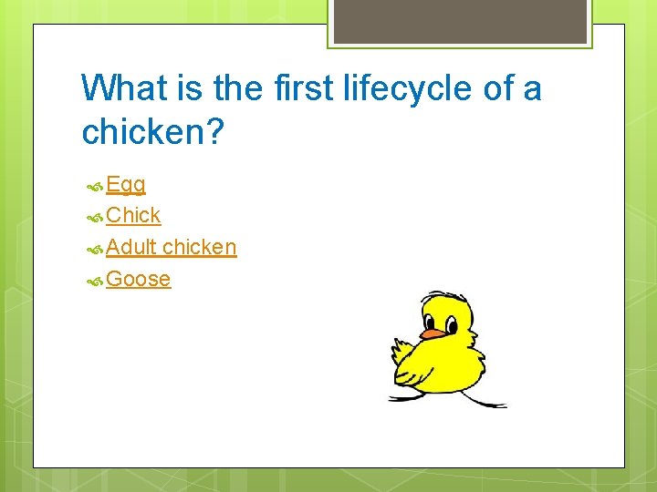What is the first lifecycle of a chicken? Egg Chick Adult chicken Goose 