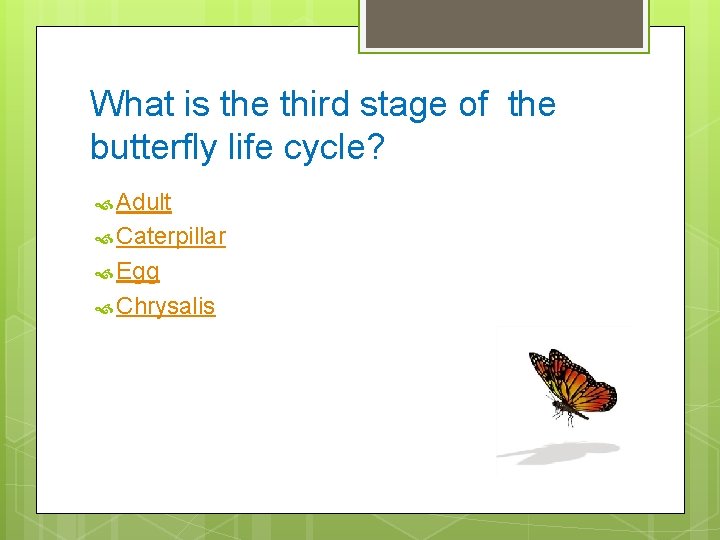 What is the third stage of the butterfly life cycle? Adult Caterpillar Egg Chrysalis