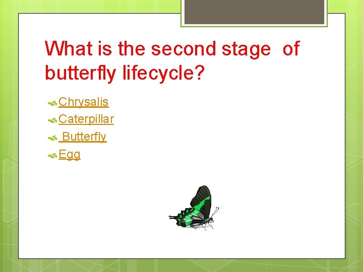 What is the second stage of butterfly lifecycle? Chrysalis Caterpillar Butterfly Egg 