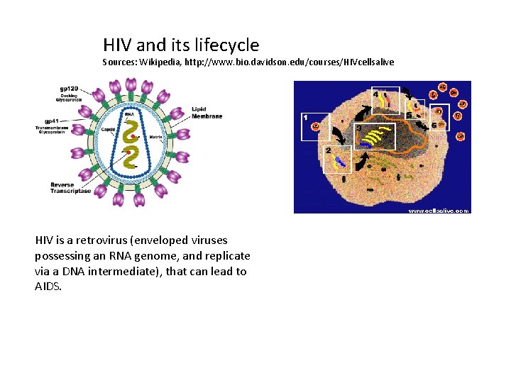 HIV and its lifecycle Sources: Wikipedia, http: //www. bio. davidson. edu/courses/HIVcellsalive HIV is a