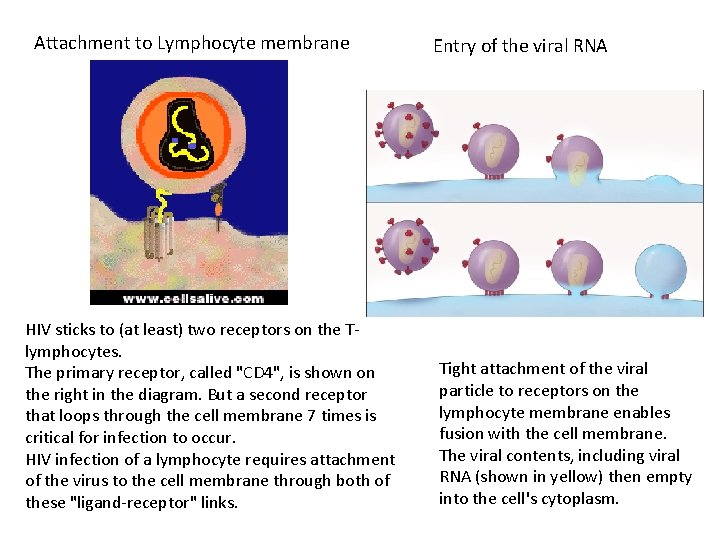 Attachment to Lymphocyte membrane HIV sticks to (at least) two receptors on the Tlymphocytes.