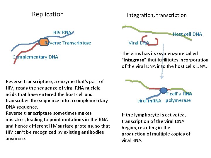 Replication Integration, transcription HIV RNA Reverse Transcriptase Complementary DNA Reverse transcriptase, a enzyme that's