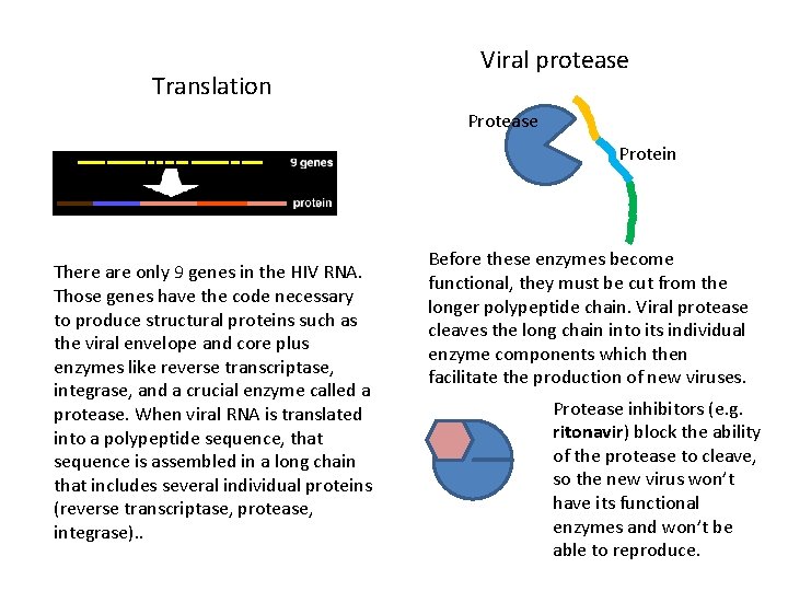 Translation Viral protease Protein There are only 9 genes in the HIV RNA. Those