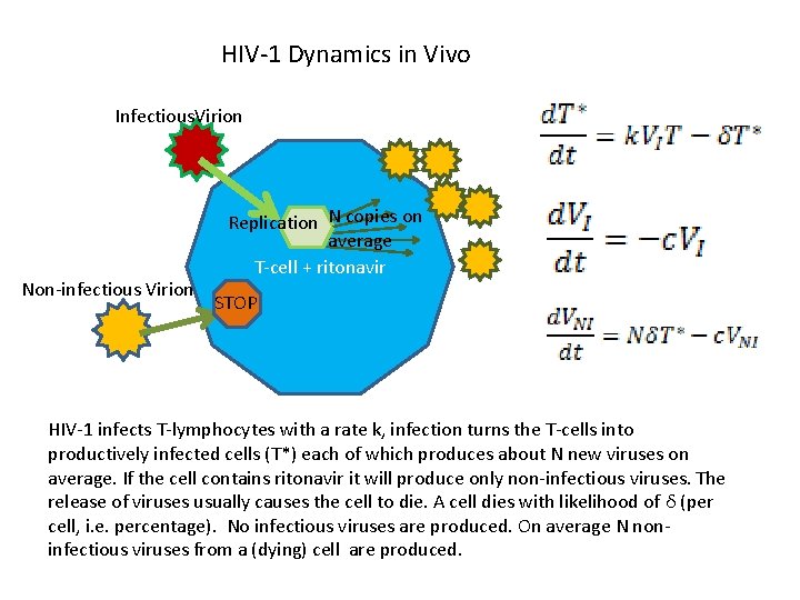 HIV-1 Dynamics in Vivo Infectious. Virion Non-infectious Virion Replication N copies on average T-cell