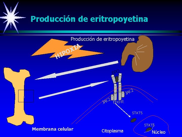 Producción de eritropoyetina A I X IPO H EPO 2 JAK 2 Epo-R JAK