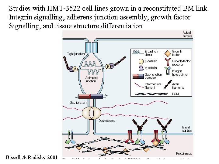 Studies with HMT-3522 cell lines grown in a reconstituted BM link Integrin signalling, adherens