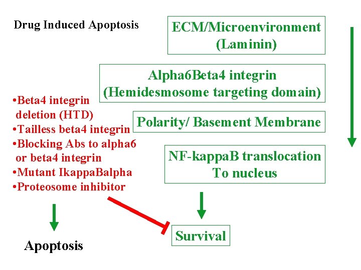 Drug Induced Apoptosis ECM/Microenvironment (Laminin) Alpha 6 Beta 4 integrin (Hemidesmosome targeting domain) •