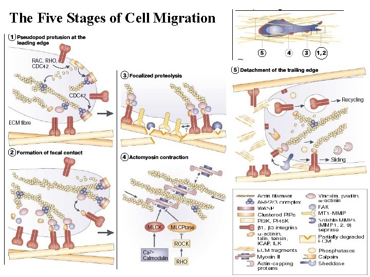 The Five Stages of Cell Migration 