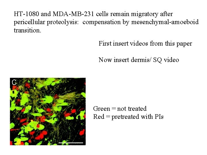 HT-1080 and MDA-MB-231 cells remain migratory after pericellular proteolysis: compensation by mesenchymal-amoeboid transition. First