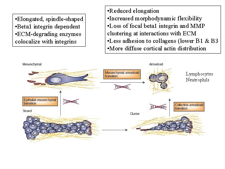  • Elongated, spindle-shaped • Beta 1 integrin dependent • ECM-degrading enzymes colocalize with