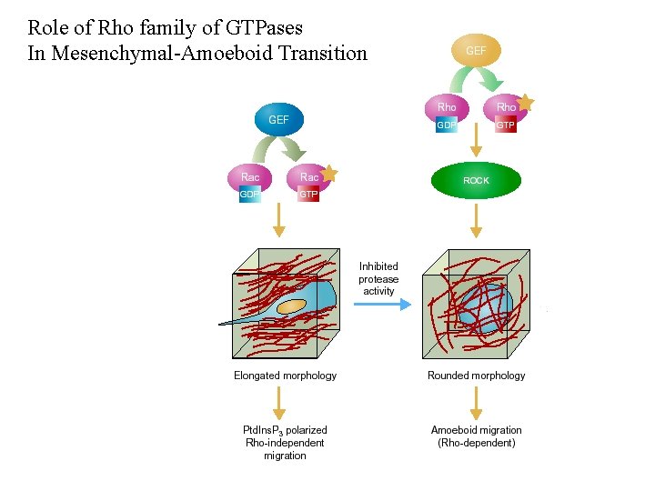 Role of Rho family of GTPases In Mesenchymal-Amoeboid Transition 