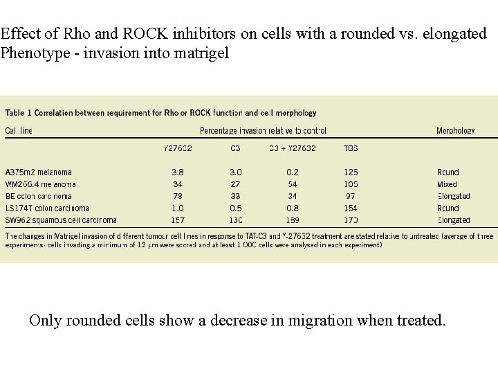 Effect of Rho and ROCK inhibitors on cells with a rounded vs. elongated Phenotype