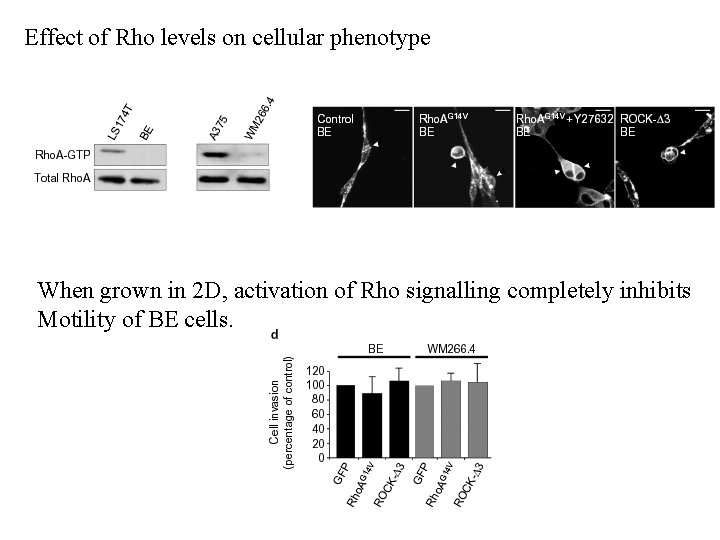 Effect of Rho levels on cellular phenotype When grown in 2 D, activation of