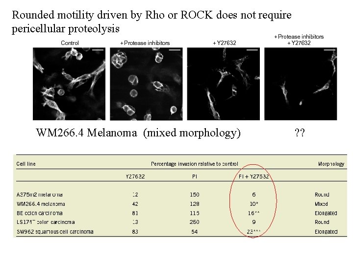 Rounded motility driven by Rho or ROCK does not require pericellular proteolysis WM 266.