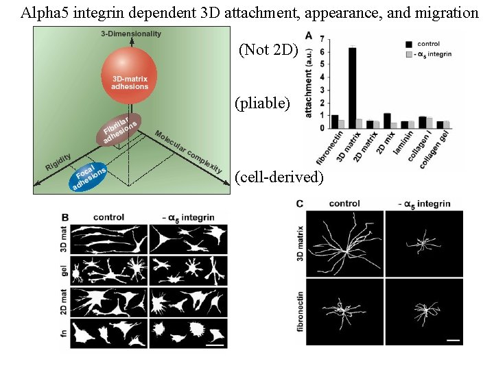 Alpha 5 integrin dependent 3 D attachment, appearance, and migration (Not 2 D) (pliable)