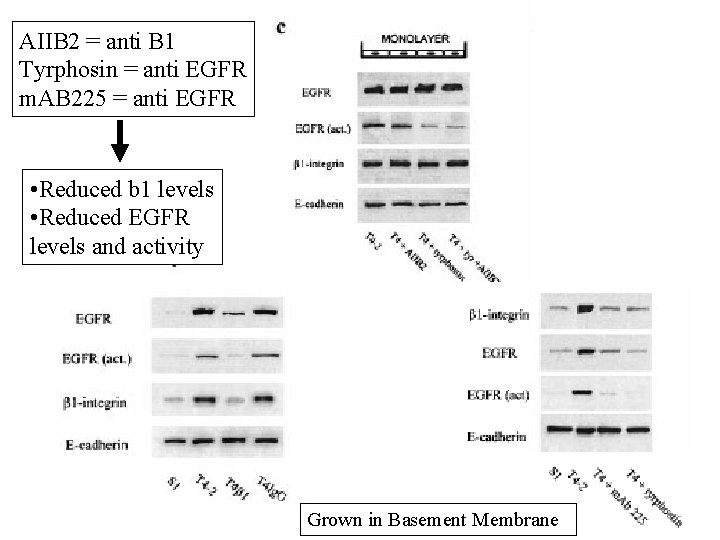 AIIB 2 = anti B 1 Tyrphosin = anti EGFR m. AB 225 =