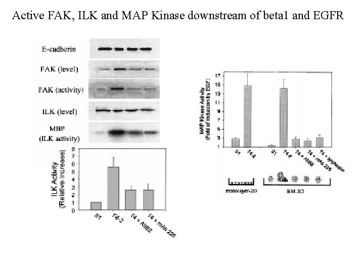 Active FAK, ILK and MAP Kinase downstream of beta 1 and EGFR 