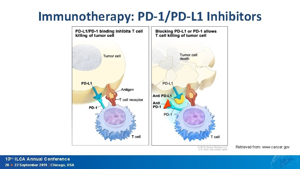 Immunotherapy: PD-1/PD-L 1 Inhibitors Retrieved from: www. cancer. gov 13 th ILCA Annual Conference
