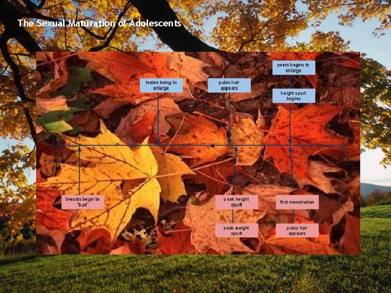 The Sexual Maturation of Adolescents Physical Development in Adoloscents A Timeline of Milestons in