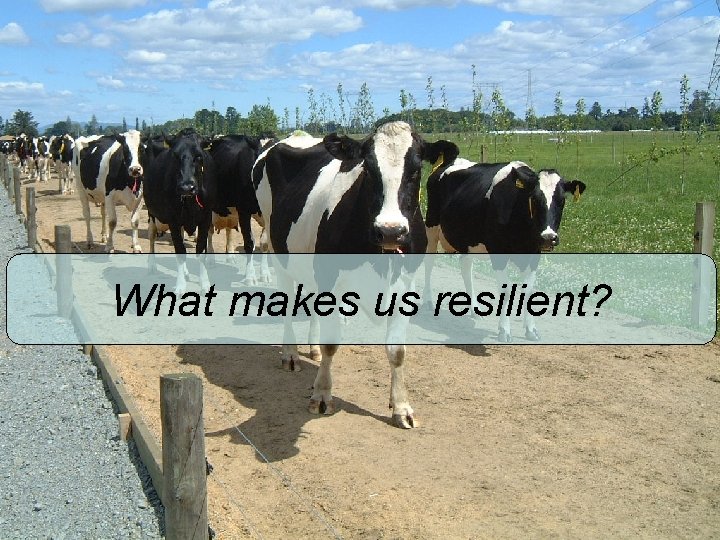 What makes us resilient? 