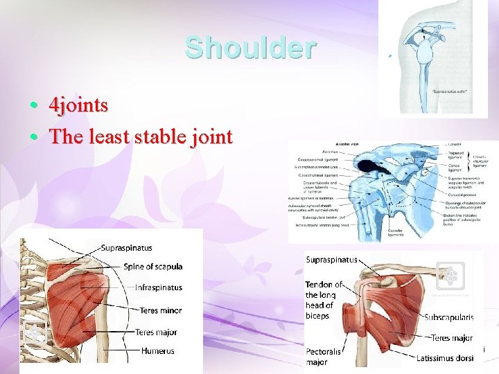 Shoulder • 4 joints • The least stable joint Shoulder • 4 joints • The least stable joint