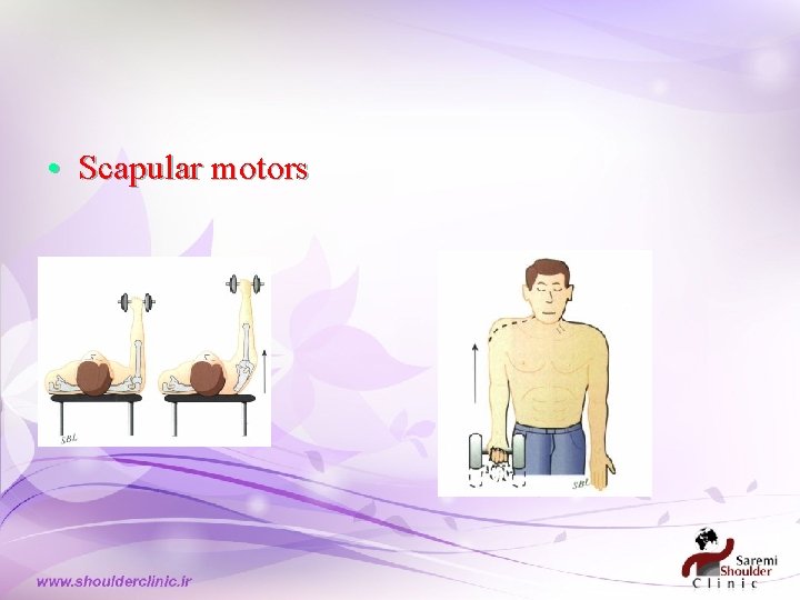 • Scapular motors • Scapular motors
