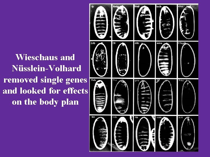 Wieschaus and Nüsslein-Volhard removed single genes and looked for effects on the body plan