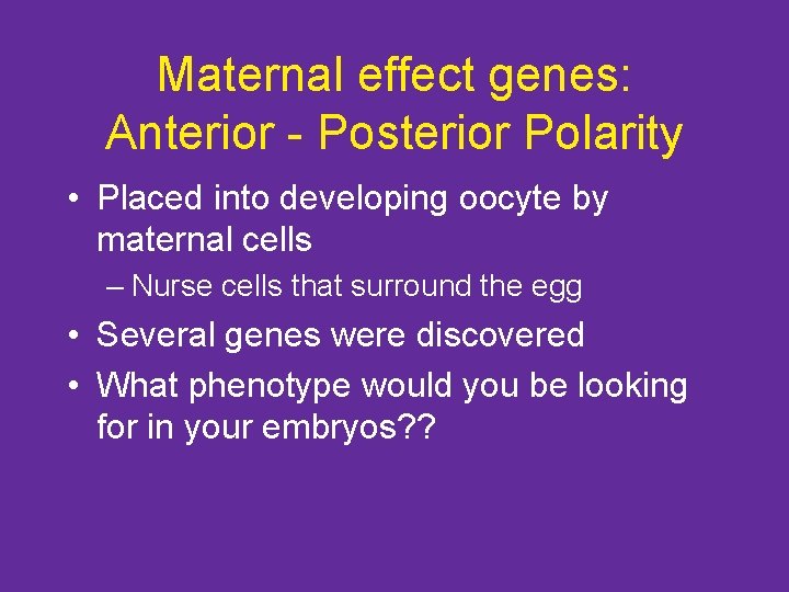 Maternal effect genes: Anterior - Posterior Polarity • Placed into developing oocyte by maternal