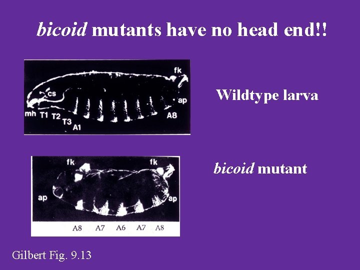 bicoid mutants have no head end!! Wildtype larva bicoid mutant Gilbert Fig. 9. 13