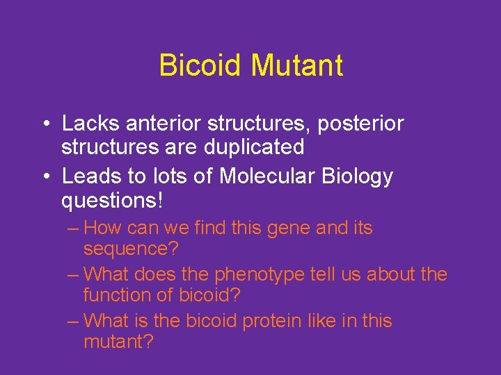 Bicoid Mutant • Lacks anterior structures, posterior structures are duplicated • Leads to lots